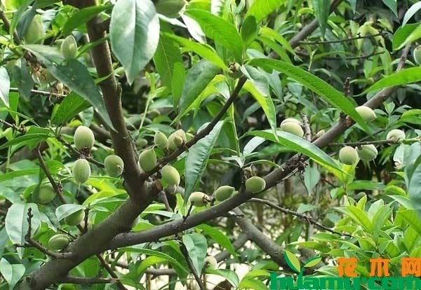 新栽桃树