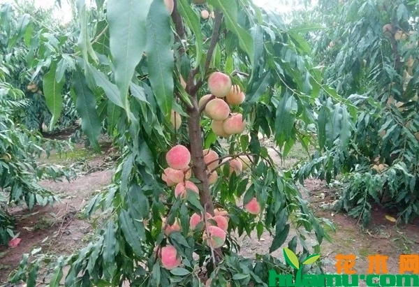 新栽桃树