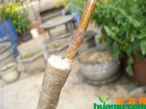 桃树嫁接