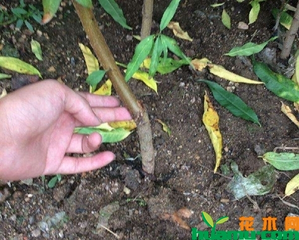 桃树嫁接