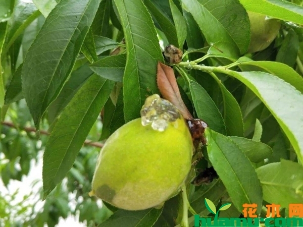桃树流胶病