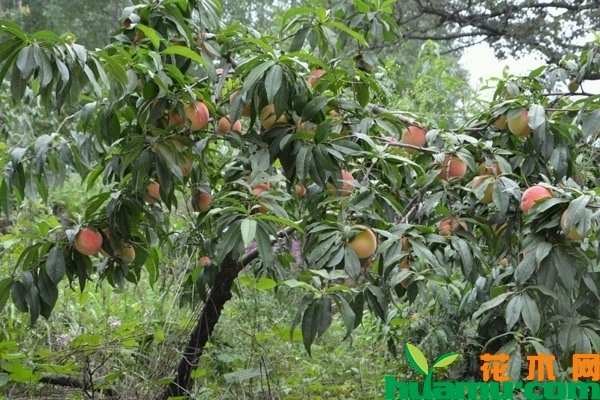 桃树怎么种植？桃树种植时间和方法分享