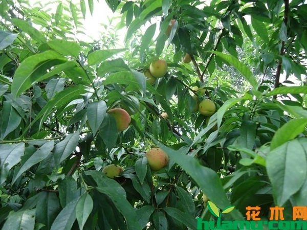 桃树