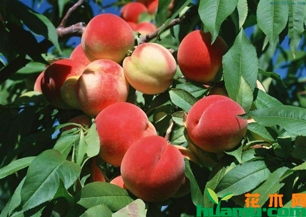 桃树