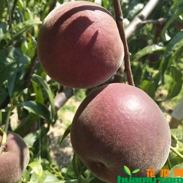 黑桃皇后