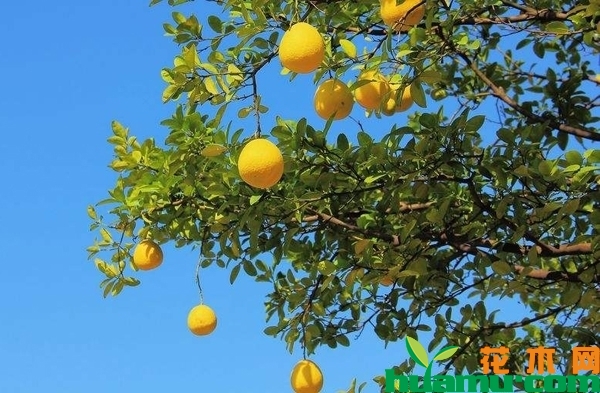 柚子树