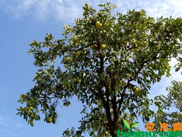 柚子树