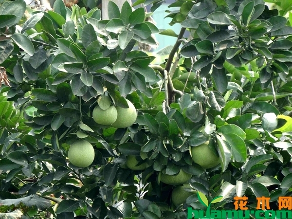 柚子树