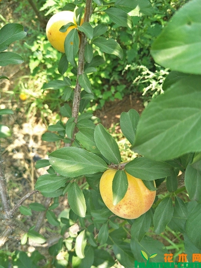 杏树嫁接