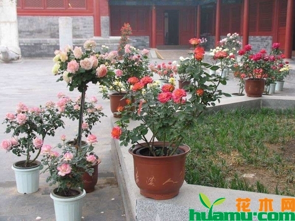 月季花秋季施肥方法