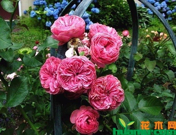 月季花