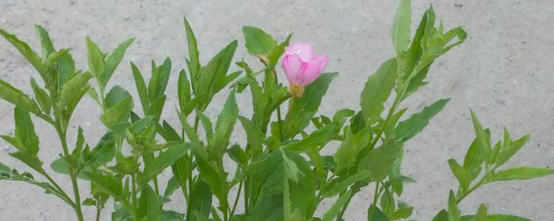 美丽月见草花期多长时间
