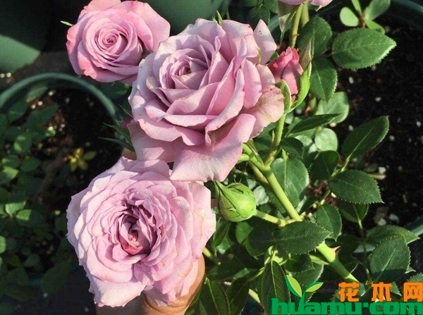 月季花