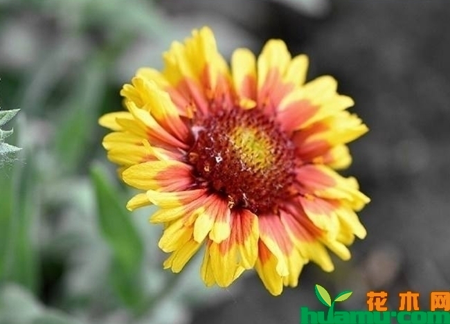 天人菊耐寒吗？天人菊可以过冬吗？