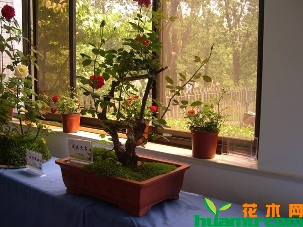 月季花
