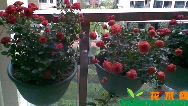 月季花