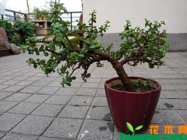 金枝玉叶盆景