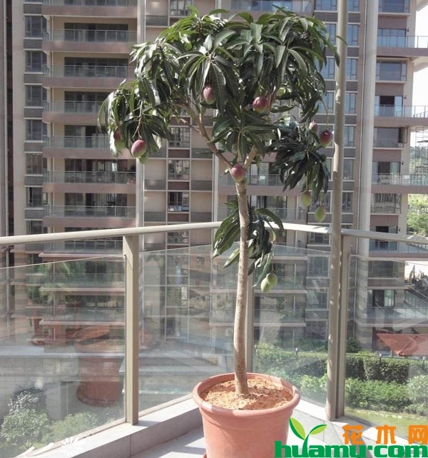 阳台上的芒果树