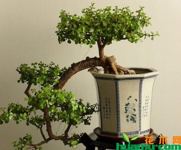 金枝玉叶