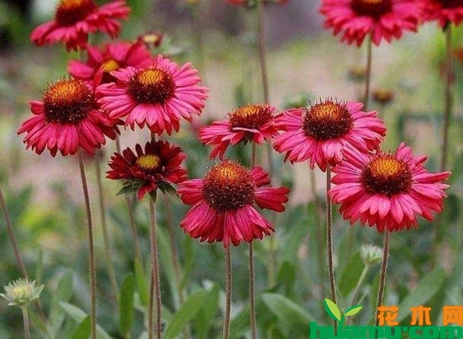 天人菊什么时候开花？天人菊的开花时间是什么时候？