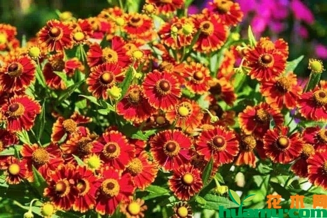 天人菊的花期.jpg