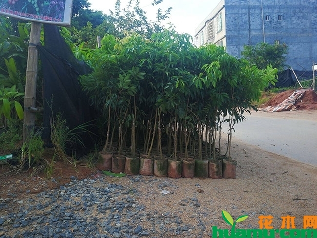 荔枝 荔枝