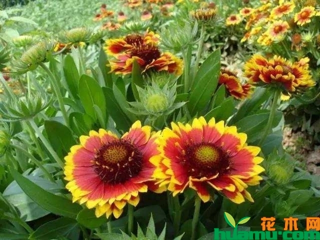 天人菊开花.jpg