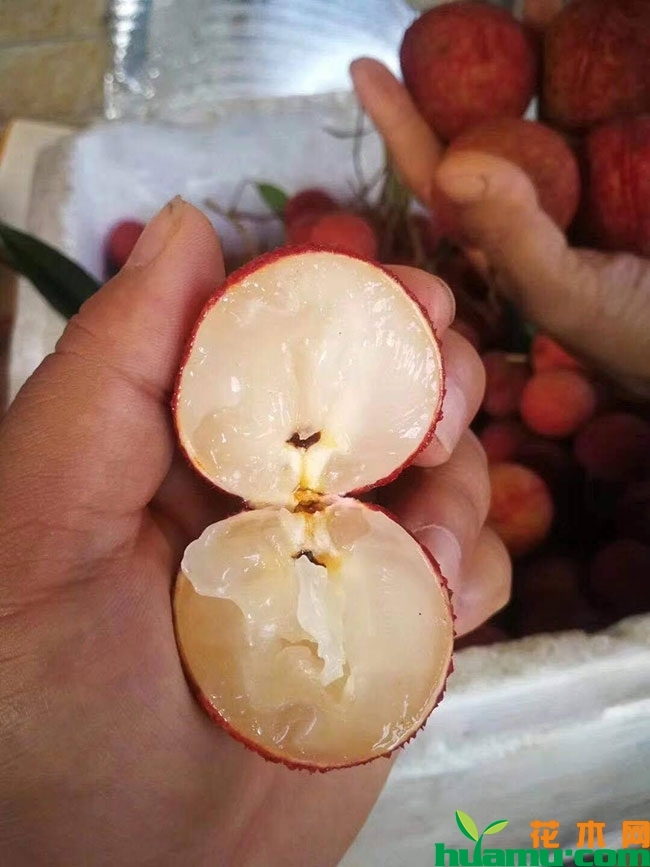 荔枝 荔枝