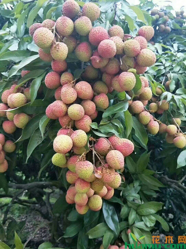 荔枝 荔枝