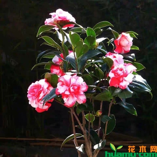 茶花苗 茶花苗