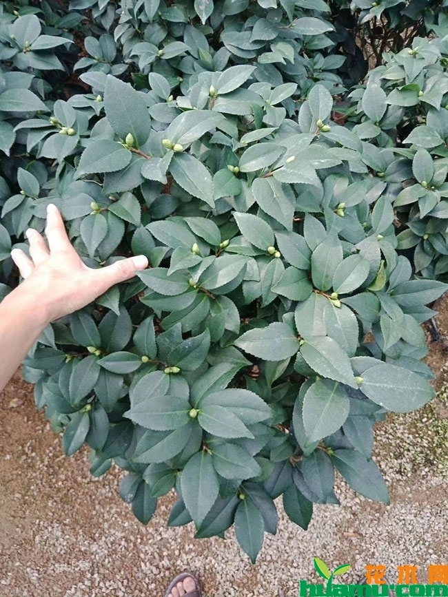 茶花的养殖方法有哪些?山茶花几月开?