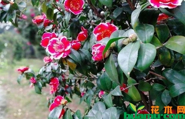 茶花怎么养注意哪些?茶花的养殖方法和注意事项 茶花怎么养注意哪些?茶花的养殖方法和注意事项