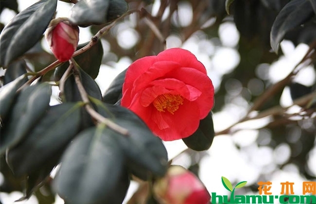 茶花怎么养注意哪些?茶花的养殖方法和注意事项 茶花怎么养注意哪些?茶花的养殖方法和注意事项