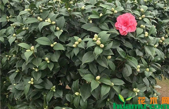 茶花苗 茶花苗