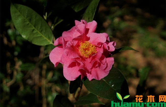 茶花怎么养注意哪些?茶花的养殖方法和注意事项 茶花怎么养注意哪些?茶花的养殖方法和注意事项
