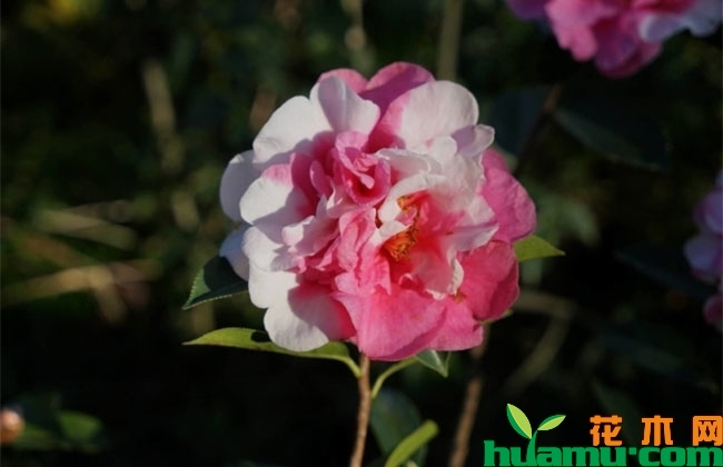 茶花怎么养注意哪些?茶花的养殖方法和注意事项 茶花怎么养注意哪些?茶花的养殖方法和注意事项
