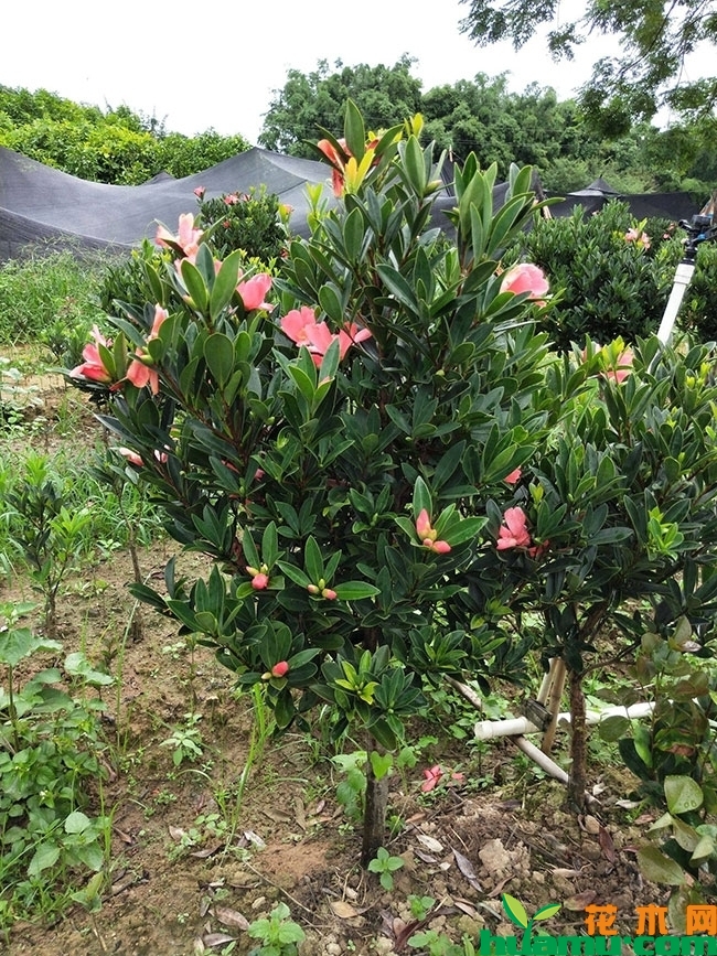 茶花苗 茶花苗