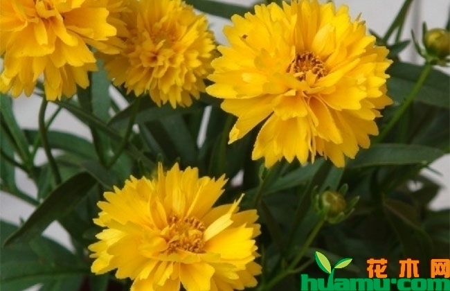 迷你金鸡菊