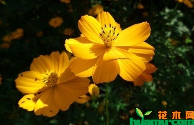 迷你金鸡菊