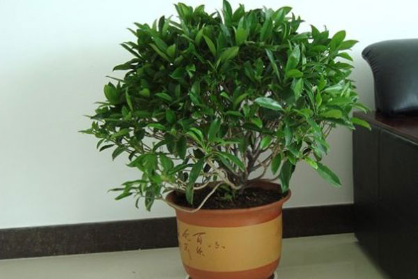 非洲茉莉病虫的防治方法