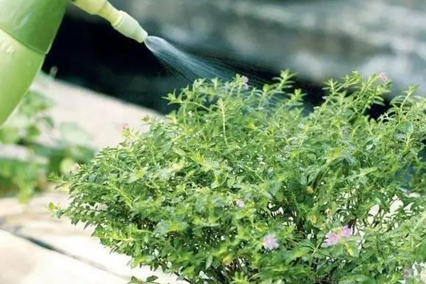 植物缺水3.jpg
