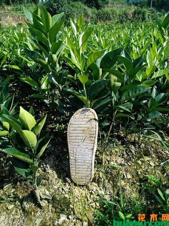 赣南脐橙几月份成熟?脐橙的功效与作用有哪些? 赣南脐橙几月份成熟?脐橙的功效与作用有哪些?