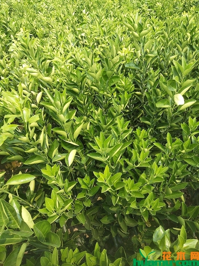 赣南脐橙几月份成熟?脐橙的功效与作用有哪些? 赣南脐橙几月份成熟?脐橙的功效与作用有哪些?