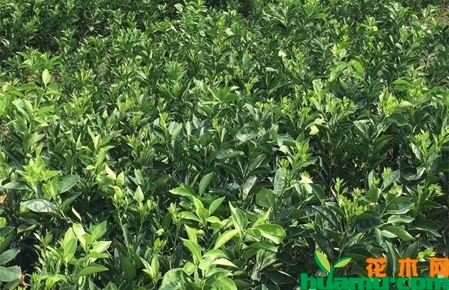 脐橙怎么种?脐橙种植技术有哪些?