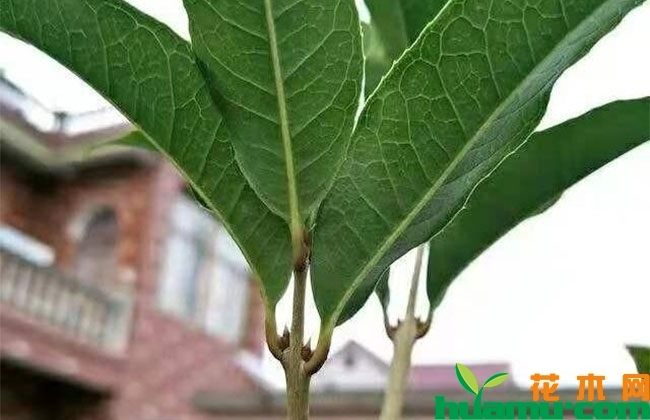 桂花秋季用对促花肥，一次开爆!