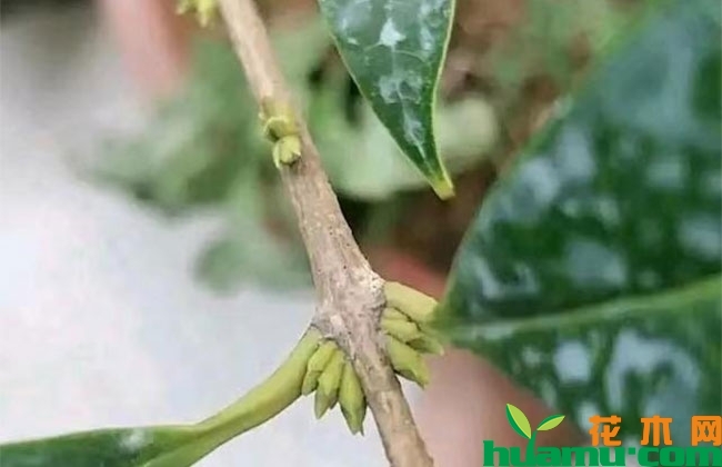 桂花秋季用对促花肥,一次开爆! 桂花秋季用对促花肥,一次开爆!