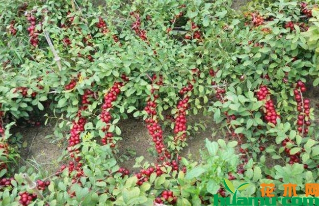 钙果苗的种植栽培方法