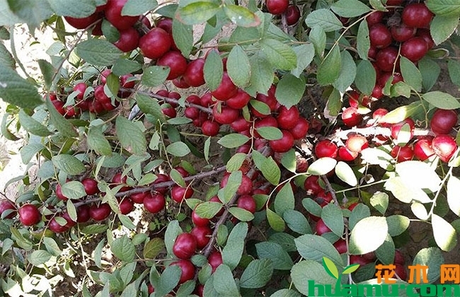 钙果苗的种植栽培方法 钙果苗的种植栽培方法