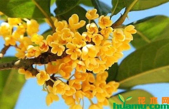 桂花秋季用对促花肥,一次开爆! 桂花秋季用对促花肥,一次开爆!