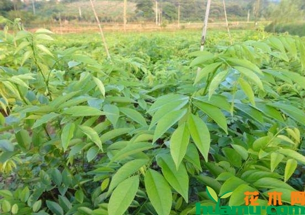 黄花梨树苗